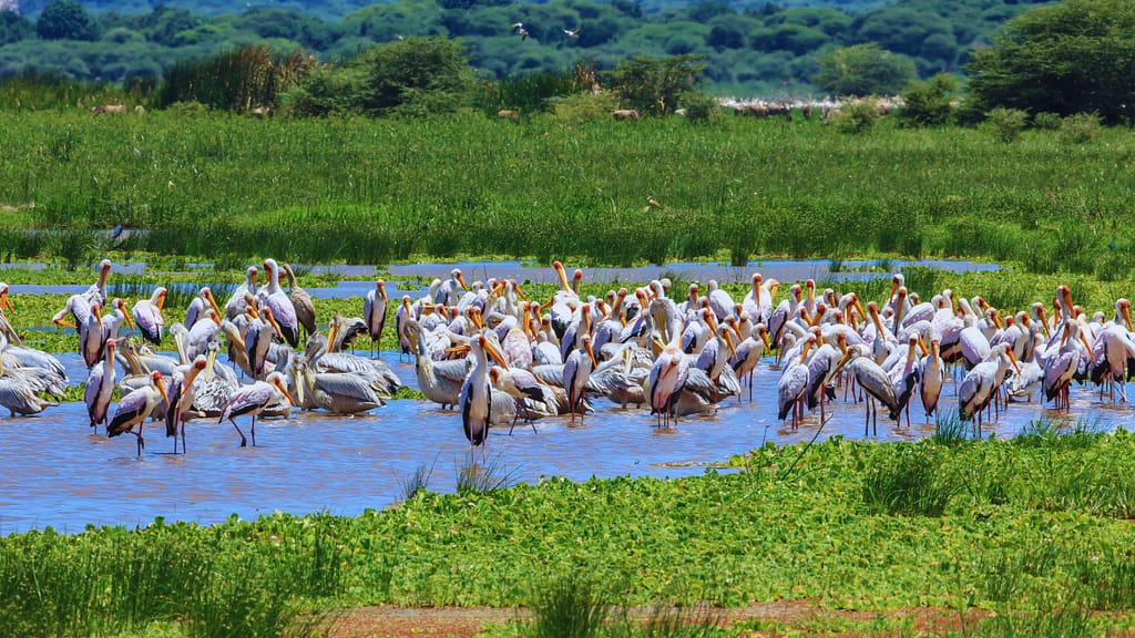 ViaggiAtelier - Lake Manyara