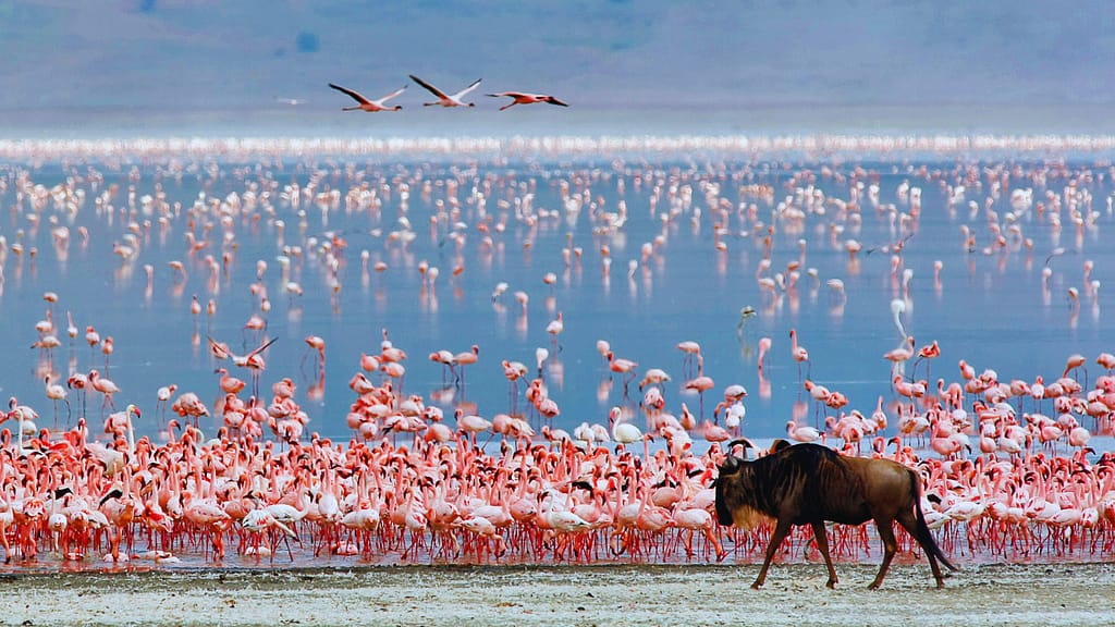 ViaggiAtelier - Ngorongoro Conservation Area