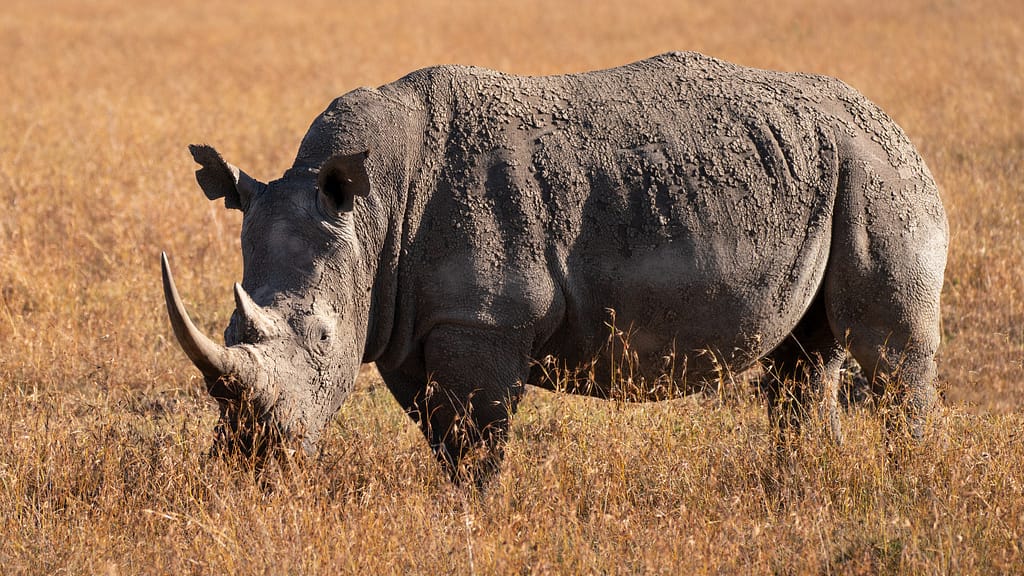 ViaggiAtelier - Ol Pejeta Conservancy