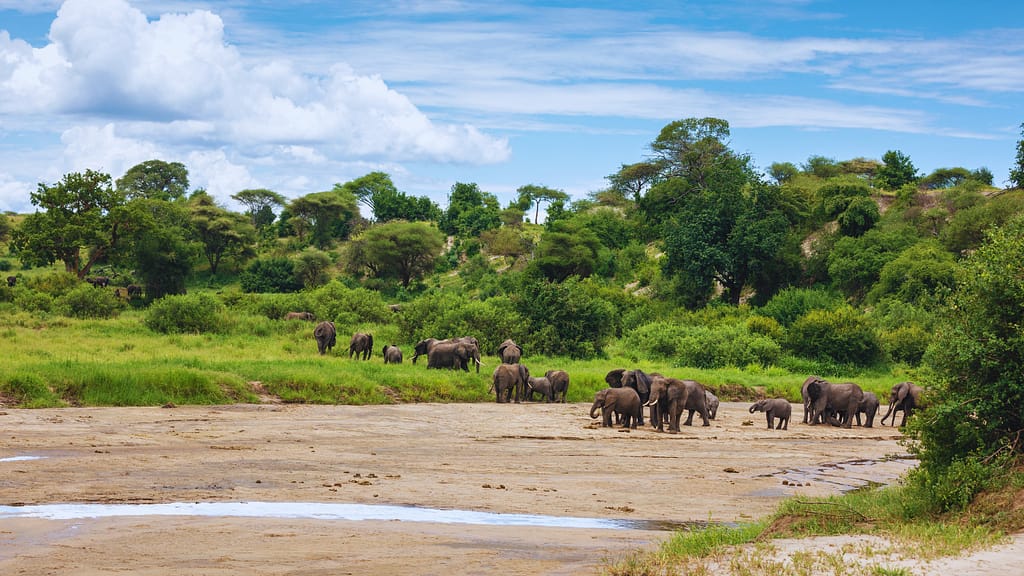 ViaggiAtelier - Tarangire National Park