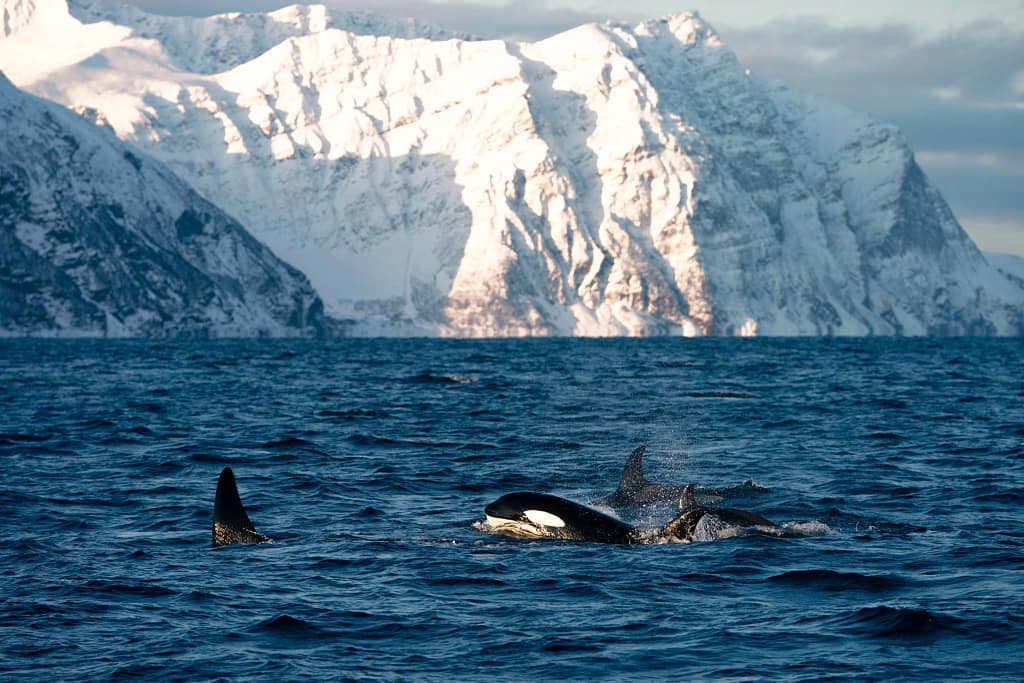 Fiordi, Lofoten in Libertà e Capo Nord in Navigazione - Whale Safari