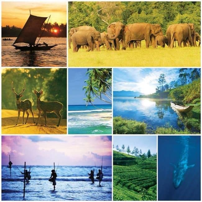 immagini_degli_elefanti_e_dei_vari_panorama_che_vedrai_in_sri_lanka